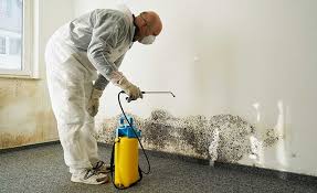 Why You Should Choose Our Mold Remediation Services in Gold River, CA